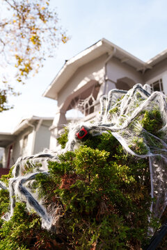 Spider on juniper bush in front of house
