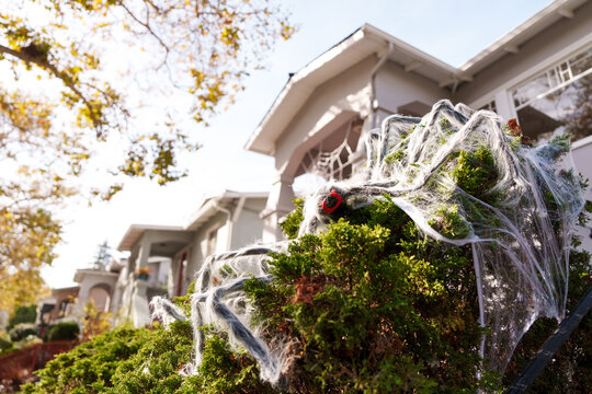 Spider on juniper bush in front of house