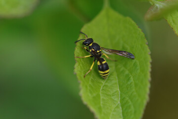 Ancistrocerus sp.
Ancistrocerus sp. in its natural element
