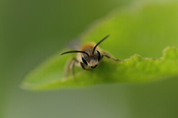 Lasioglosse commun (Lasioglossum calceatum)
Lasioglossum calceatum on an unidentified flower or plant
