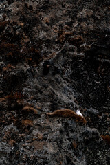 Abstract nature bird seagull ice frost patterns Iceland snow frozen