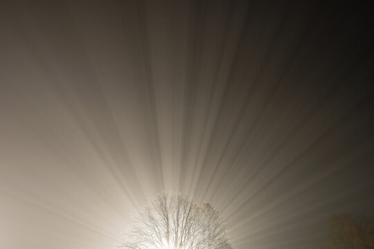 Lights rays through a tree at night
