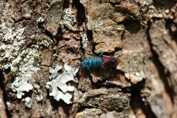 Guêpe-Coucou (Chrysis ignita)
Chrysis ignita in its natural element
