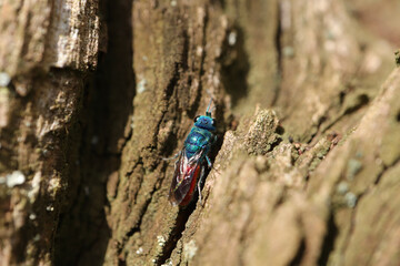 Guêpe-Coucou (Chrysis ignita)
Chrysis ignita in its natural element
