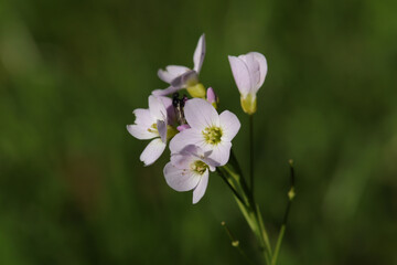 Cardamine des prés (Cardamine pratensis)
Cardamine pratensis in flower
