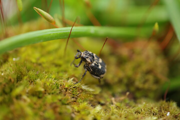 Cétoine punaise (Valgus hemipterus)

