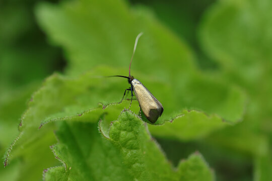 Ad&egrave;le verte (Adela reaumurella)
Adela reaumurella in its natural element
