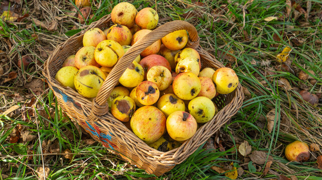 Organic apples in a basket
