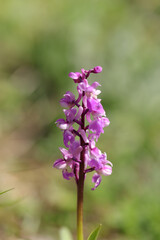Obraz premium Orchis mâle (Orchis mascula) Orchis mascula in flower 