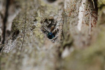 Guêpe-Coucou (Chrysis ignita)
Chrysis ignita in its natural element

