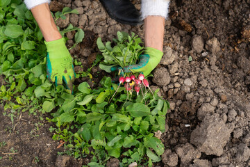 Gardener harvesting fresh radishes from garden bed