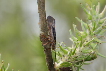 Limnephilus sparsus
Limnephilus sparsus in its natural element
