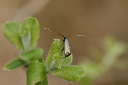 Ad&egrave;le verte (Adela reaumurella)
Adela reaumurella in its natural element
