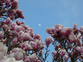 pink magnolia flowers