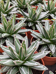 Obraz premium Agave, victoriae-reginae , Queen Victoria agave, royal agave in a pot