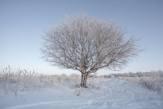Frost-covered tree in snowy winter landscape