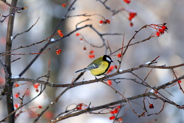 Naklejka premium Snow Winter landscape in the park. The bird Tit with beautiful yellow and blue feathers sits in the winter on a mountain ash with red berries. Parus bird.