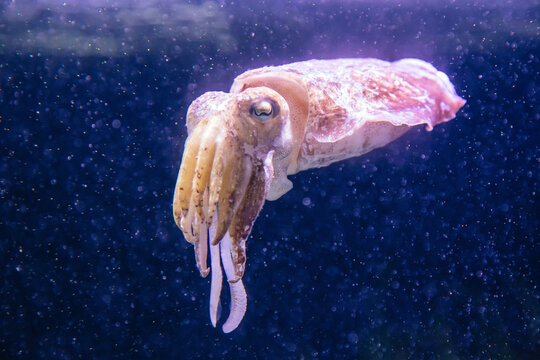 cuttlefish gracefully gliding in an aquarium.