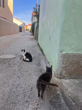 Fototapeta cats on the street Croatia