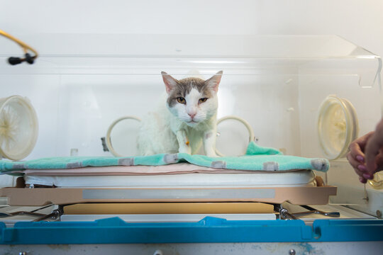 Cat in an incubator for being examinated