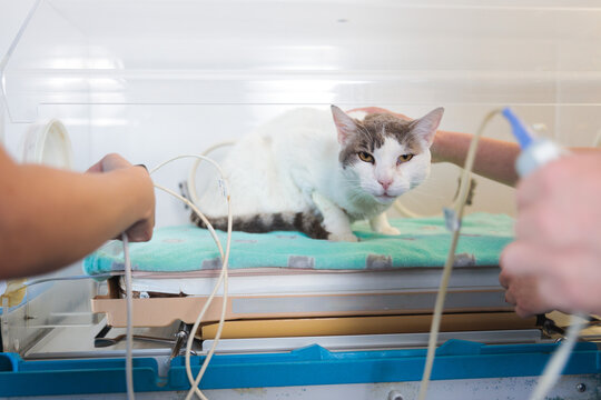Cat in a Veterinary Incubator