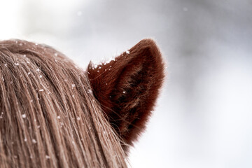beautiful icelandic horse in snow winter Iceland 