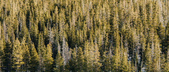 Trees in the Rocky Mountain National Park