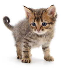 Kitten on white background.