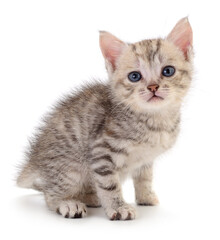 Kitten on white background.