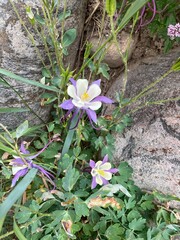 flowers in the forest