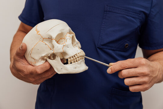Dental Professional Demonstrating Skull Anatomy with Model