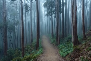 Obraz premium A winding path meanders through a foggy forest, with towering trees shrouded in mist
