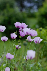 Purple poppies bloom in the garden. Vertical crop. Close up.