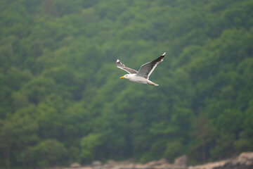 Seagull in low flight over the sea.