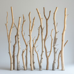 Fototapeta premium Minimalist Digital Catalog Photography of a Poplar Divider
