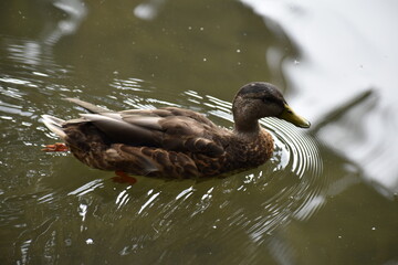 Swimming Duck