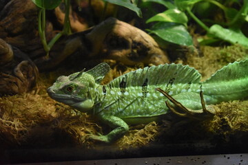 Iguana 