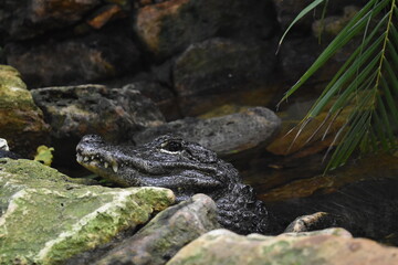Cute Alligator