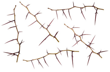 Dry brown acacia branches with thorns set isolated on white background