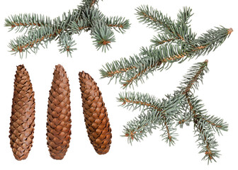 Fresh blue spruce branches and cones set isolated on white background