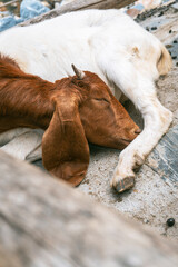 Sa Pa, Vietnam. Close-up of a curious mountain goat