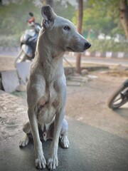 Naklejka premium australian shepherd dog