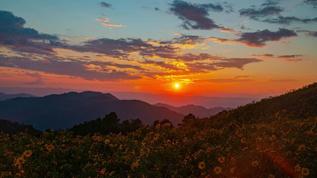 The golden sunflowers bloom in November of every year. The golden sunflower fields of Doi Mae U-kho are located in Mae U-kho Subdistrict, Khun Yuam District, Mae Hong Son Province.