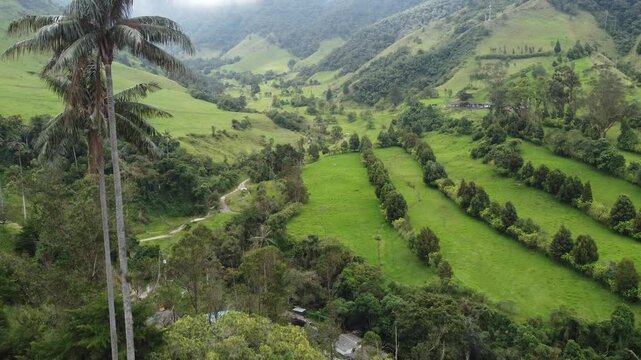 valle del cocora salento quindio colombia