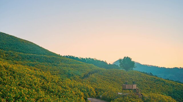 The golden sunflowers bloom in November of every year. The golden sunflower fields of Doi Mae U-kho are located in Mae U-kho Subdistrict, Khun Yuam District, Mae Hong Son Province.
