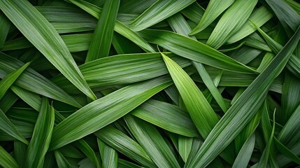 Fototapeta premium Green grass blades arranged densely on a flat surface in a natural setting