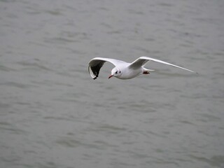 Möwe (Larinae) in Köln am Rhein mit unscharfem Hintergrund