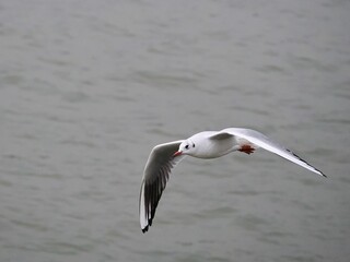 Möwe (Larinae) in Köln am Rhein mit unscharfem Hintergrund