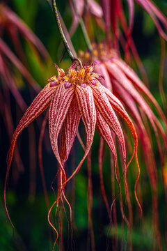 Bulbophyllum longissimum Orchid