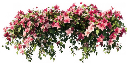 PNG Flower bush in wedding plant horticulture. 
